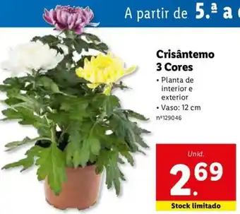 Lidl Crisântemo 3 Cores 12cm promoção