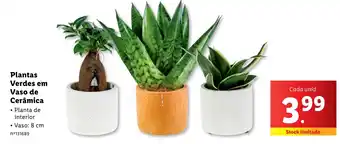 Lidl Plantas Verdes em Vaso de Cerâmica promoção