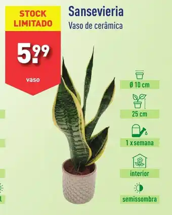 ALDI Sansevieria Vaso de cerâmica promoção