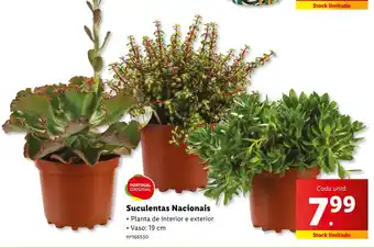Lidl Suculentas Nacionais promoção