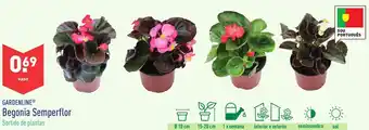 ALDI Gardenline Begonia Semperflor Vaso promoção