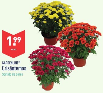 ALDI Gardenline Crisântemos Vaso promoção