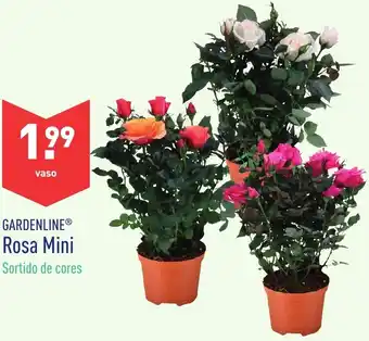 ALDI Gardenline Rosa Mini Vaso promoção