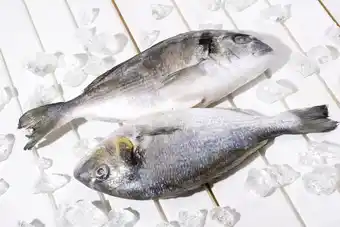 Metro Chef, Dourada (SBG), Aquacultura - Origem Espanha , Calibre 800G-1KG - Inteiro, sem transformacao