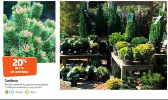 Jardim
