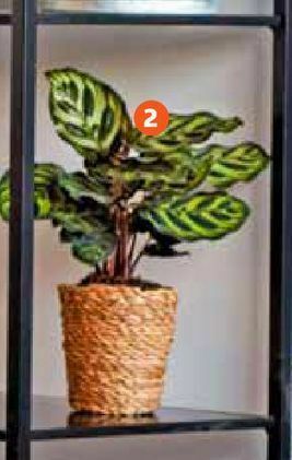 Jardiland Plantas promoção