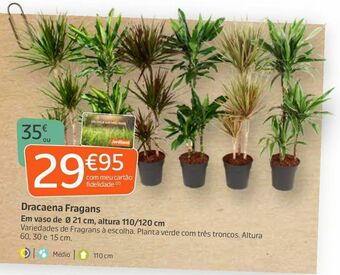Jardiland Plantas promoção
