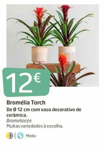 Jardiland Plantas promoção