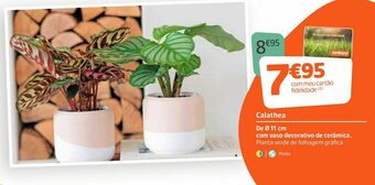 Jardiland Plantas promoção