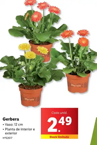 Lidl Gerbera promoção