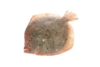 METRO Chef Pregado Nacional Aquicultura 1,5 / 2 Kg - Codigo Espécie Fao Tur