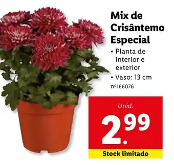 Lidl Mix de Crisântemo Especial promoção