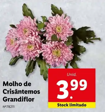 Lidl Molho de Crisântemos Grandiflor promoção