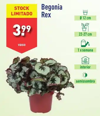 Begonia Rex