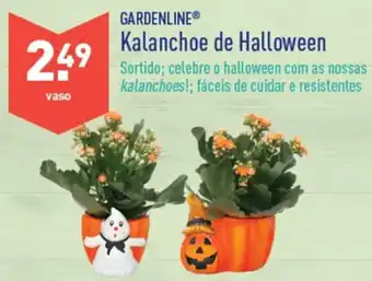 ALDI Gardenline Kalanchoe de Halloween promoção