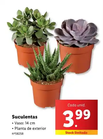 Lidl Suculentas promoção