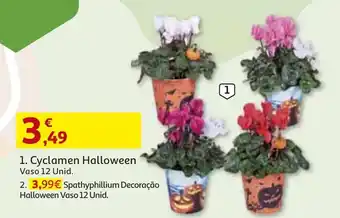 Cyclamen Halloween