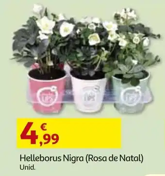 Auchan Helleborus Nigra (Rosa de Natal) promoção