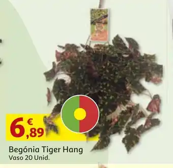 Begónia Tiger Hang