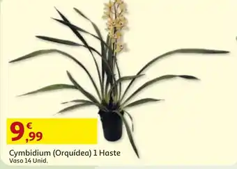 Cymbidium (Orquídea) 1 Haste