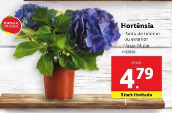 Lidl Hortênsia promoção