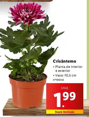 Lidl Crisântemo promoção