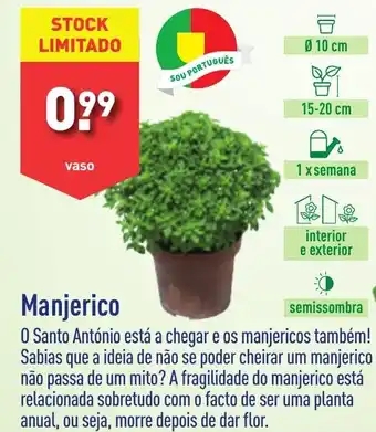 ALDI Manjerico promoção