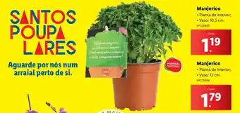 Lidl Manjerico promoção