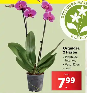 Lidl Orquídea 2 Hastes promoção