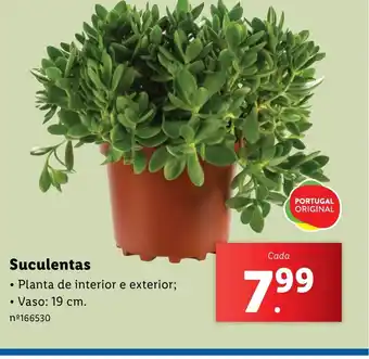 Lidl Suculentas promoção