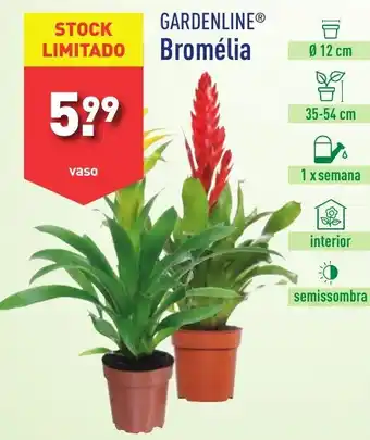 ALDI GARDENLINE Bromélia vaso promoção