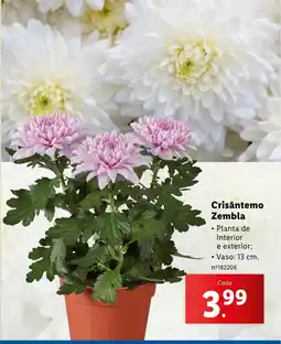 Lidl Crisântemo Zembla promoção