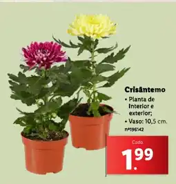 Lidl Crisantemo promoção