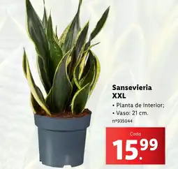 Lidl Sansevieria XXL promoção