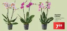 Lidl Orquídea 2 Hastes promoção