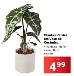 Lidl Plantas Verdes em Vaso de Cerâmica promoção