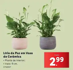 Lidl Lírio da Paz em Vaso de Cerâmica promoção
