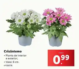 Lidl Crisântemo promoção