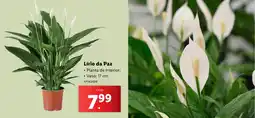 Lidl Lírio da Paz • Vaso: 17 cm. promoção