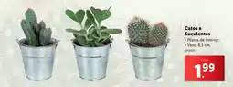 Catos e Suculentas