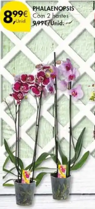 Pingo Doce Phalaenopsis promoção