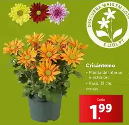 Lidl Planta - crisantemo promoção