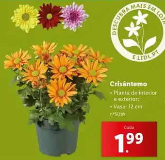 Lidl Planta - crisantemo promoção