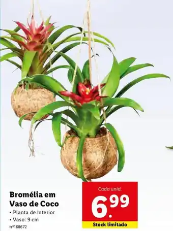 Lidl Bromélia em Vaso de Coco 9cm promoção