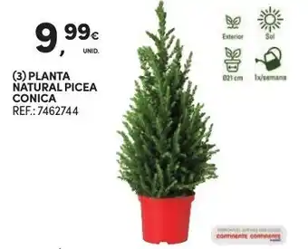 Continente Planta Natural Picea Conica promoção