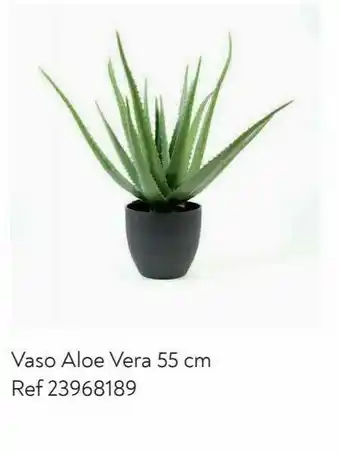 Aloe vera