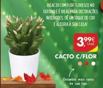 Pingo Doce Cacto C/ Flor promoção