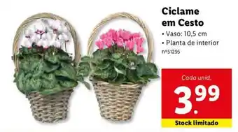 Lidl Ciclame em Cesto promoção