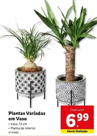 Lidl Plantas Variadas em Vaso promoção