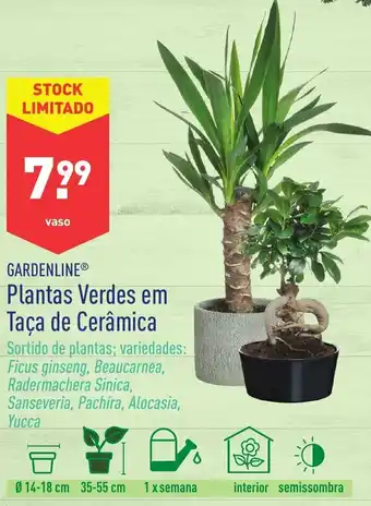 Gardenline Plantas Verdes em Taça de Cerâmica